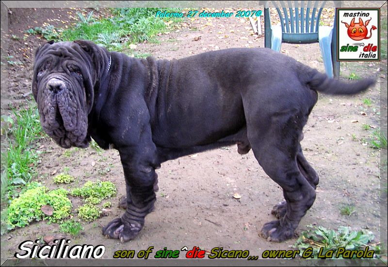 Siciliano son of sine^die Sicano owner breeding mastino sine^die italia 27 december 2007