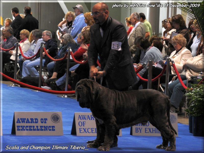 Expo Eukanuba California Ch. Illimani Tiberio,,