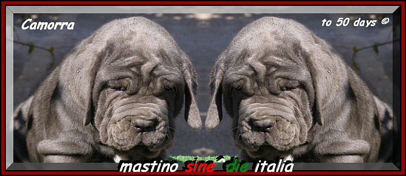 by sine^die Camorra daughter of sine^die Sicano.... 0350o