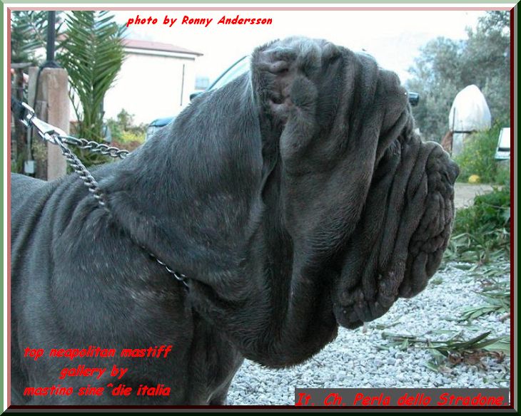 top neapolitan mastiff It. Ch. PERLA dello STRADONE.... by gallery mastino sine^die italia