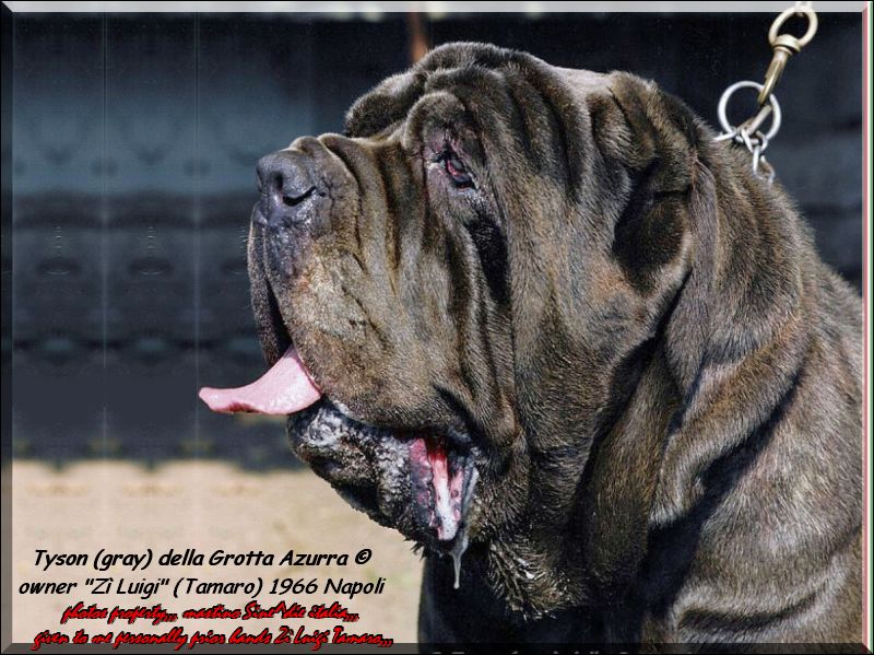 Tyson Grotta Azurra