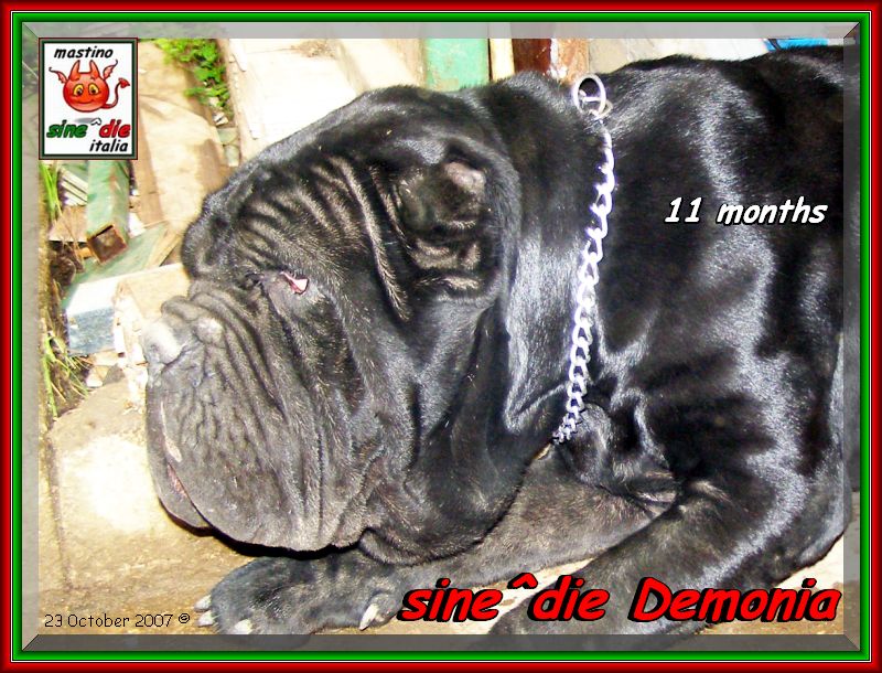 sine^die Demonia,,, Palermo 23 october 2007,,, owner & breeder mastino sine^die italia,