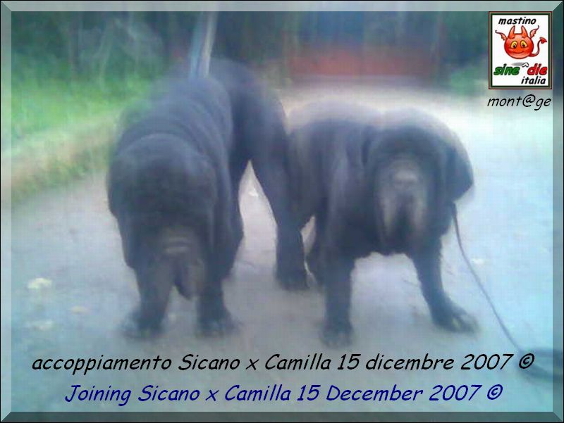 accoppiamento Camilla x Sicano 15 Dicembre 2007..