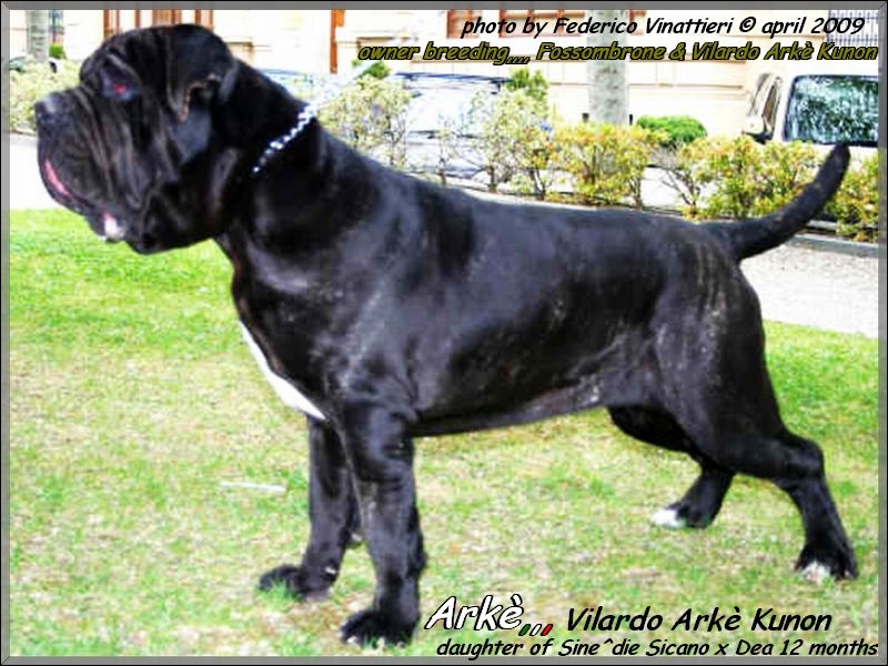 Arke Vilardo Arke Kunon
