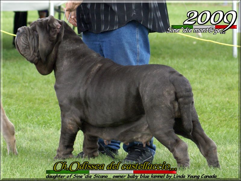 Ch. Odissea del Castellaccio,,, daughter of Sine^die Sicano