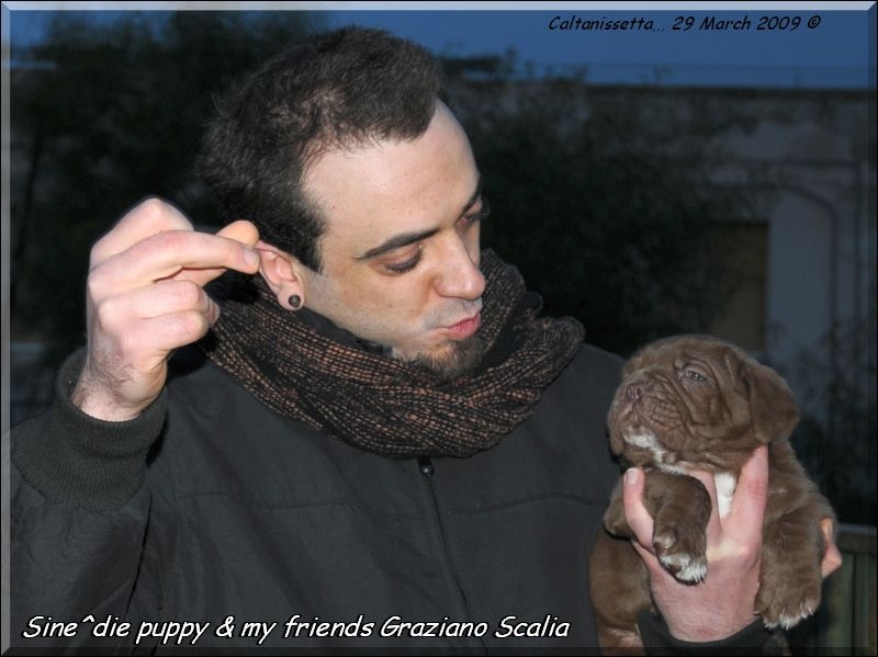 Graziano & Sine^die Puppy  mahogany