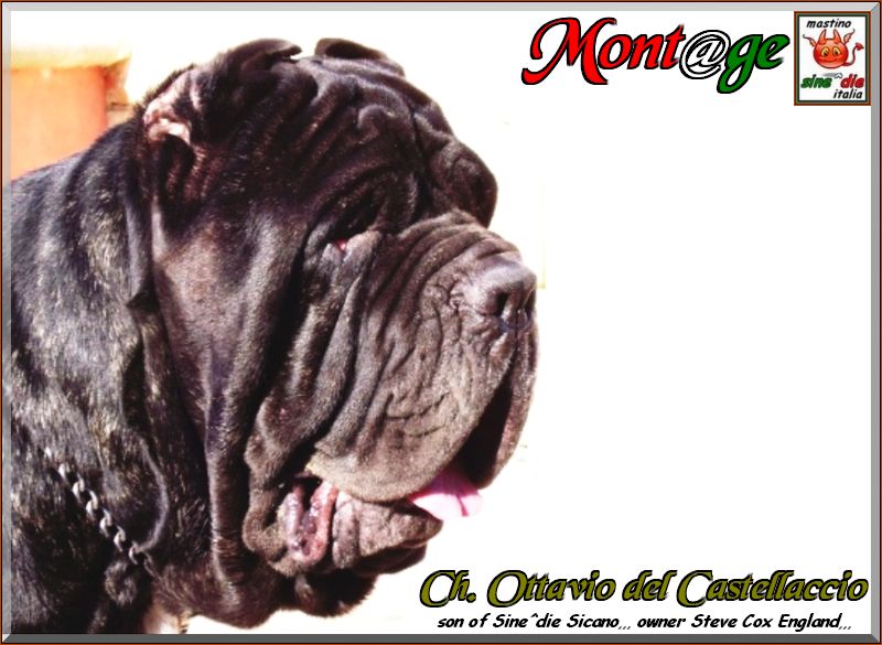 Ch. Ottavio del Castellaccio,,, Son of Sine^die Sicano,,,, Owner Steve Cox UK,