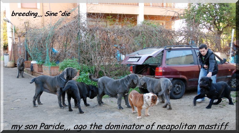 my son Paride. ago, the dominator of neapolitan mastiff