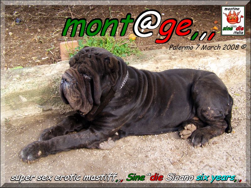 Sine^die Sicano super sex erotic mastiff,,, six years,,,