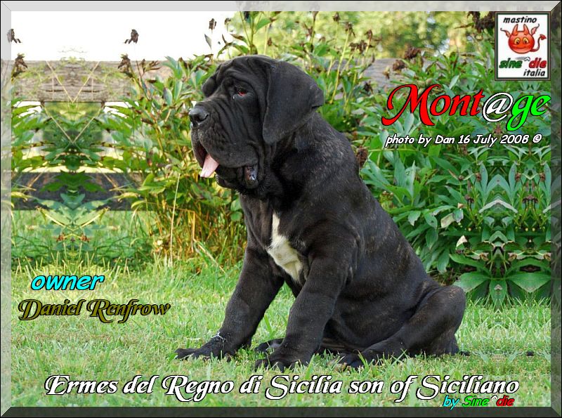 Ermes del Regno di Sicilia,, son of Siciliano by Sine^die,, 16 July 2008