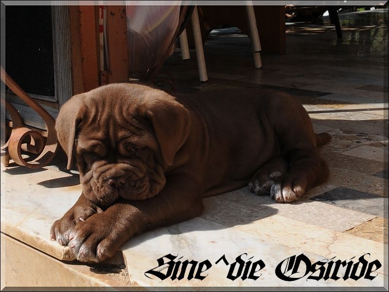 Sine^die Osiride 45 days