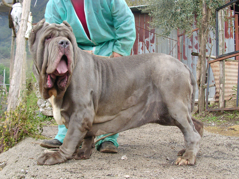 alfonso