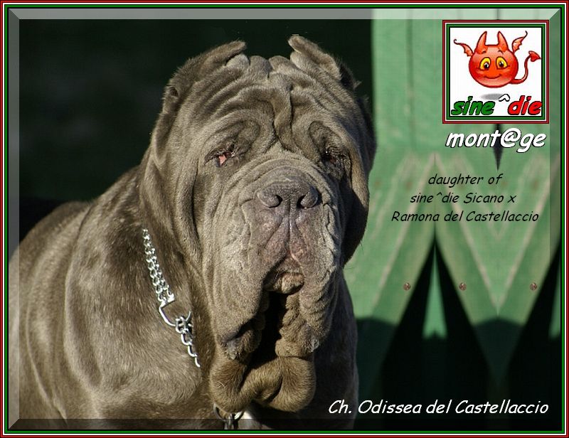 Ch. Odissea del Castellaccio,,, figlia di sine^die Sicano,,,