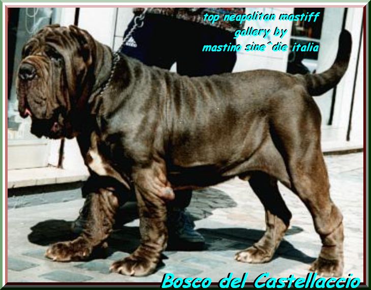 top neapolitan mastiff Bosco del Catellaccio by gallery mastino sine^die italia