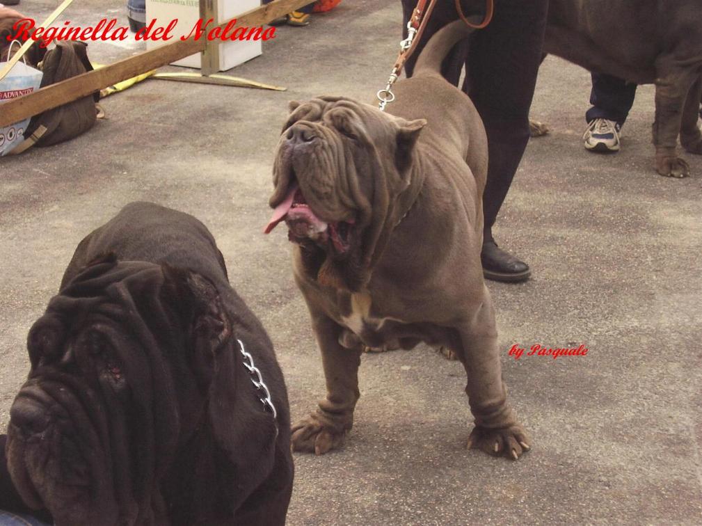 reginella del nolano -