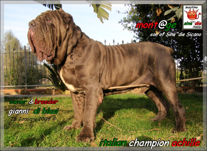 Ch.It. Achille owner & breder,,, Gianni  Di Blasi,,, son of Sine^die Sicano,oxo,,,,.