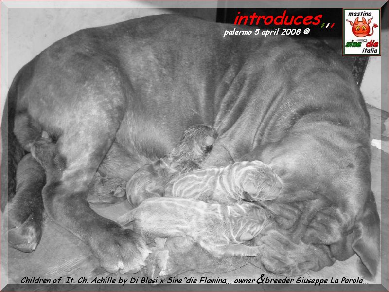Cuccioli   Achille by Di Blasi x Sine^ die Flamninia,,, 5 aprile 2008,,