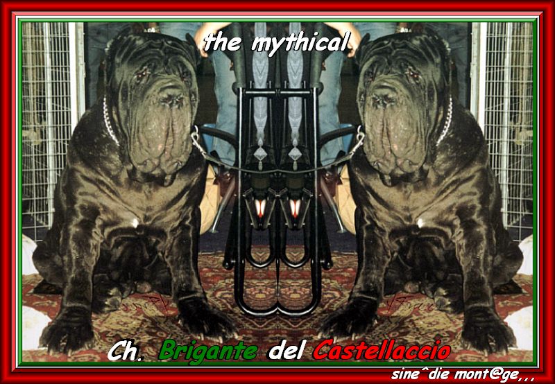 ch. Brigante del Castellaccio sine^die mont@ge,,,