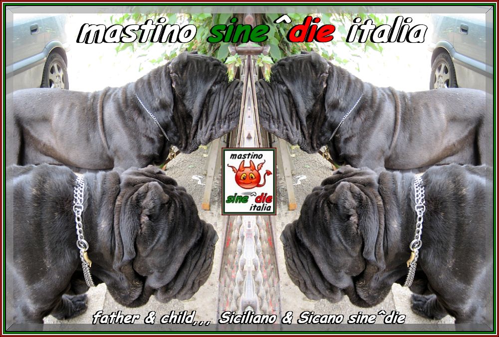 mastino sine^die italia,,, Siciliano & Sicano sine^die,,,