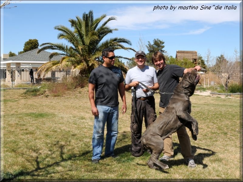 las ch. Tarquinia del feudo nisseno,