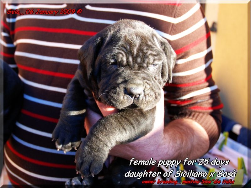 puppy Sine^die by Siciliano,,, 06 gen. 2009,,