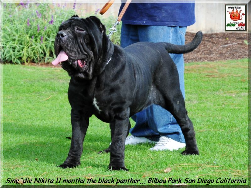 Sine^die Nikita 11 months,,