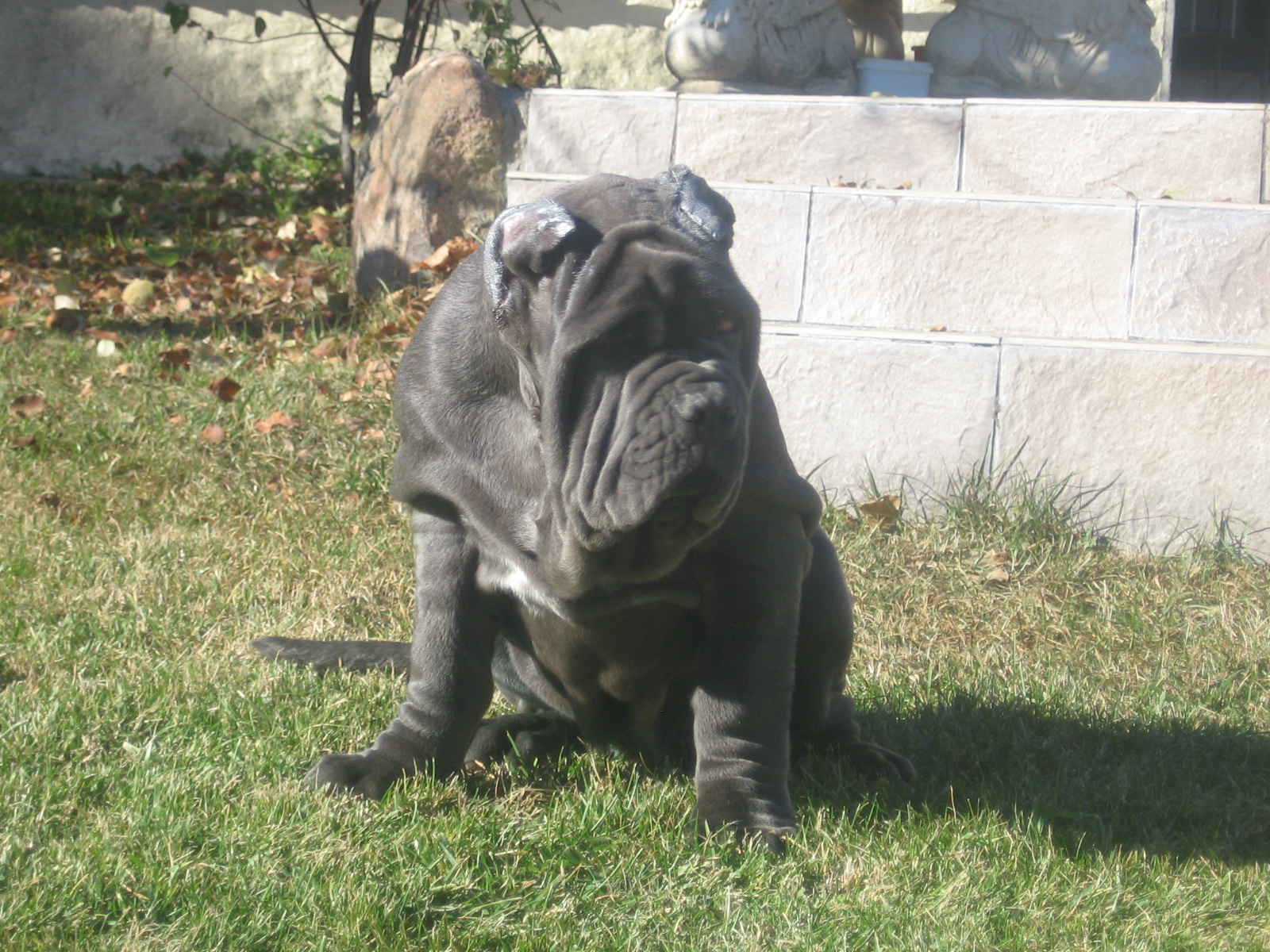 Remo de Azzurra 3 meses