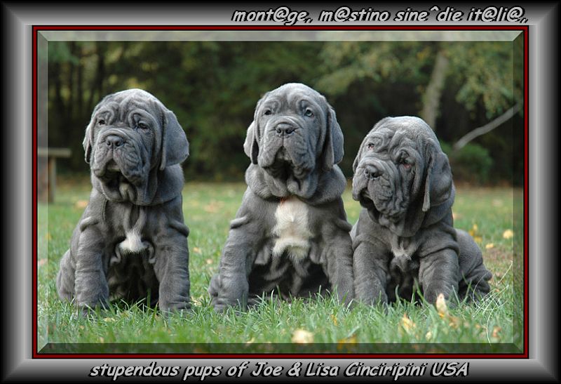 Cinciripini pups
