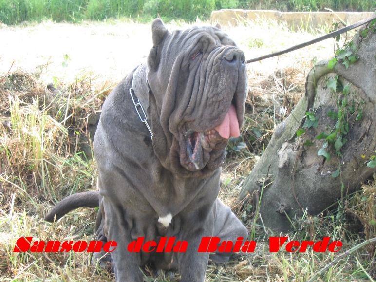 sansone della baia verde by vito salito 3