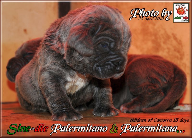 Sine^die Palermitano and Palermitana 15 giorni,,,,