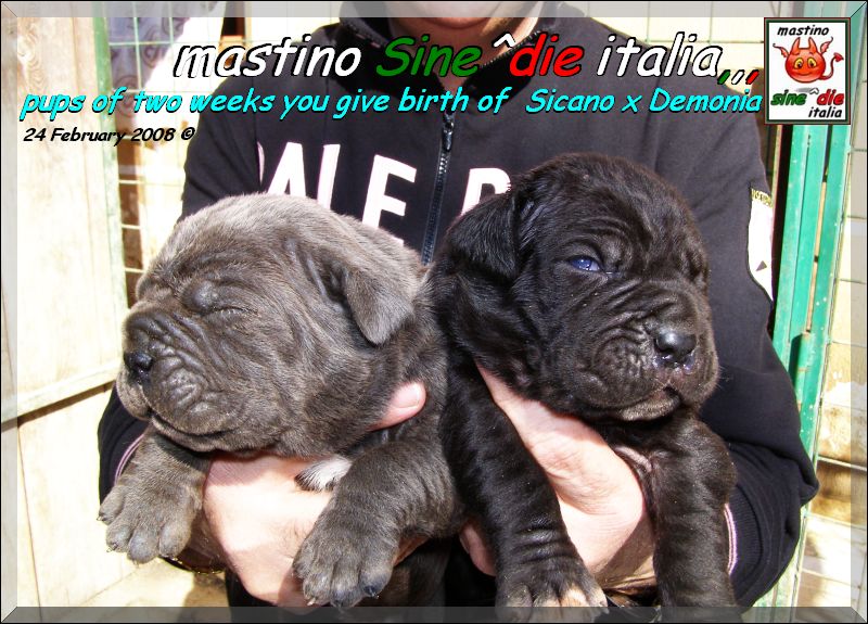 Cuccioli di Demonia & Sicano Sine^die,,, Palermo 24 Febbraio 2008,,