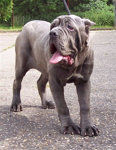 04062006.dogs 012