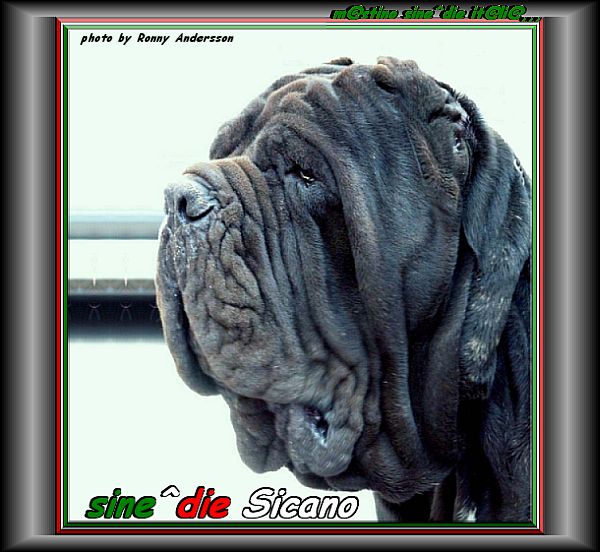 sine^die Sicano testa, foto di Ronny Andersson del 2005