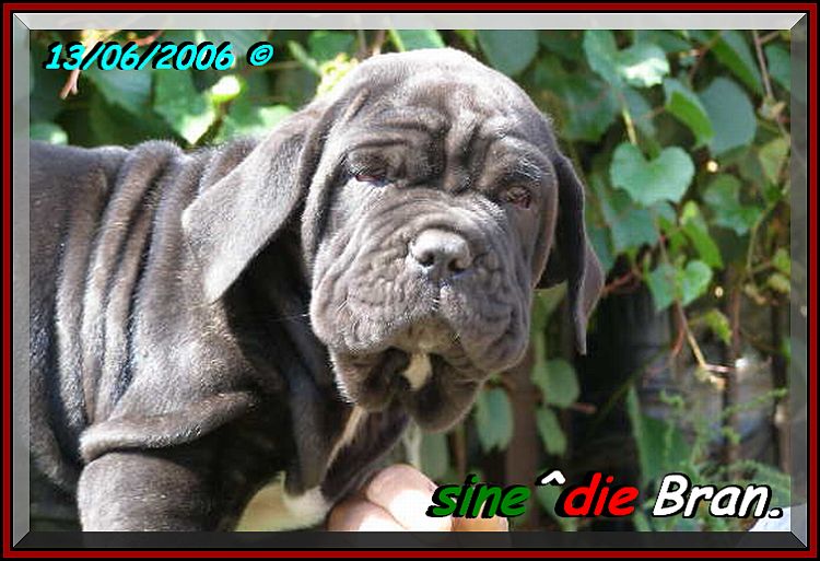 sine^die Bran 13. 6. 2006 oxo