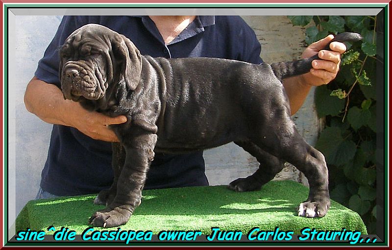 sine^die Cassiopea owner Juan Carlos Stauring,,, U.S.A. 800 pixel 0586