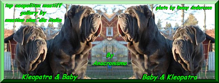 top neapolitan mastiff Kleopatra & Baby  by gallery mastino sine^die italia