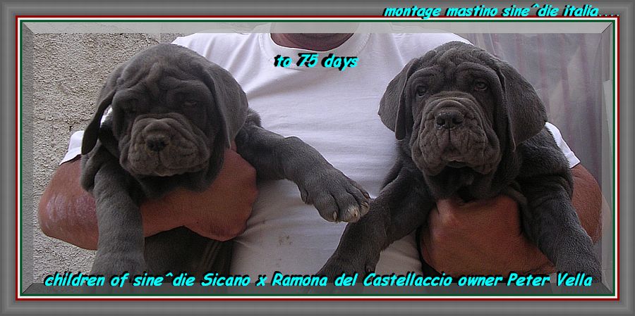 Children of sine^die Sicano x Ramona del Castellaccio.....