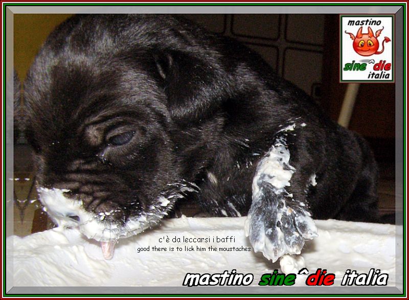 cuccioli Althea x Siciliano,,, 23 August 2007,,, oxxo