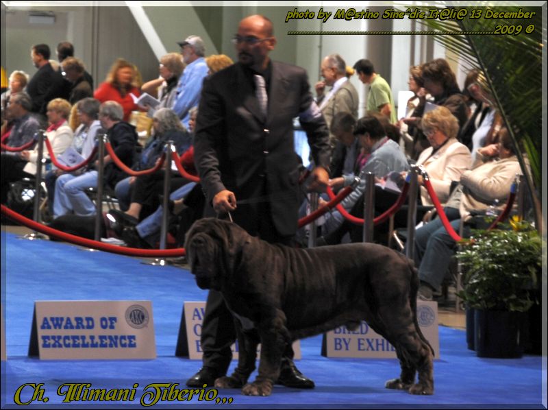 Expo Eukanuba California Ch. Illimani Tiberio
