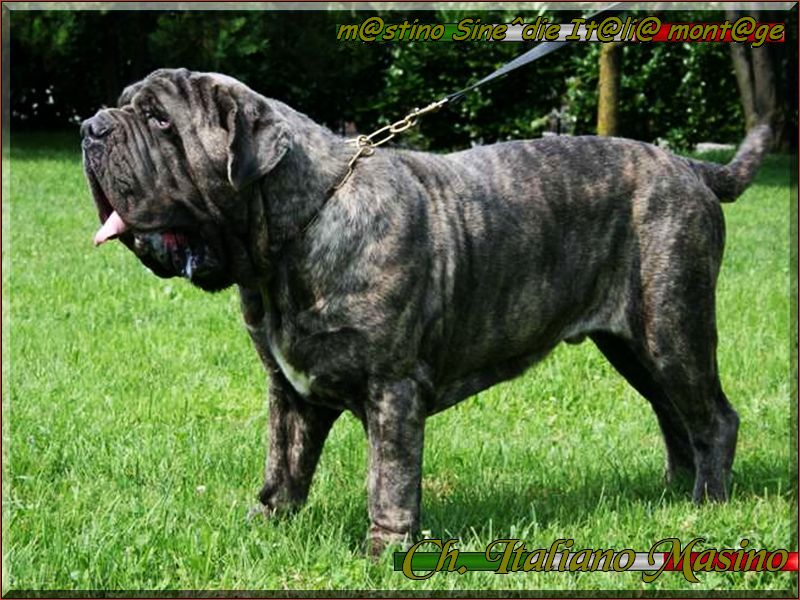 ch. Italiano Masino
