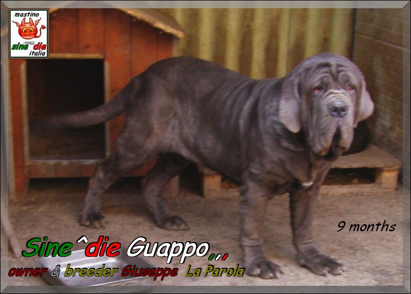 Sine^die Guappo,,, allevatore & proprietario Giuseppe  La Parola Italia,,,