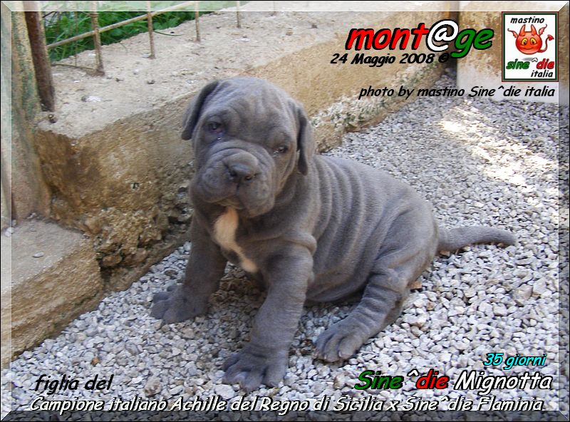 cucciola del campione italiano Achille del Regno di Sicilia x Sine^die Flaminia 35 giorni,