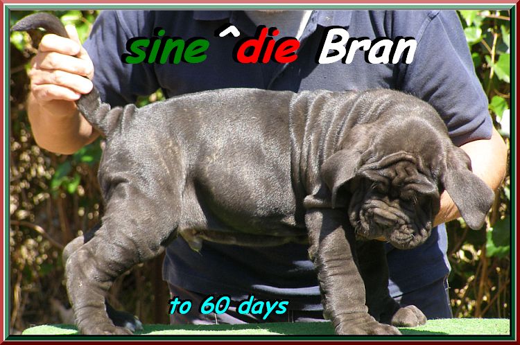 sine^die Bran,,,,, breeder mastinosine^die italia 0495