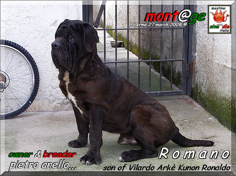 Romano son of Vilardo Arke Kunon,,, breeder & owner Pietro Anello,,,