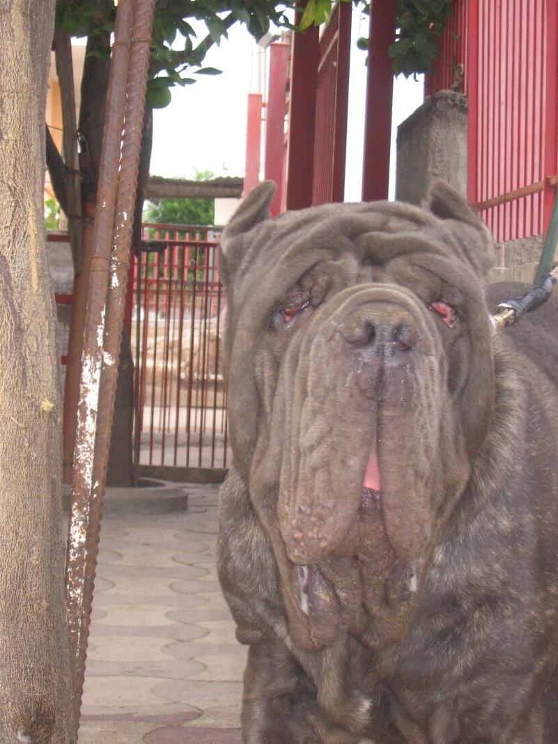 Guaglione di casa Panico 2