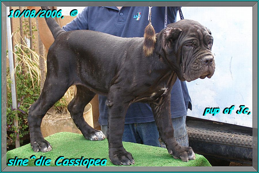 sine^die Cassiopea 1141