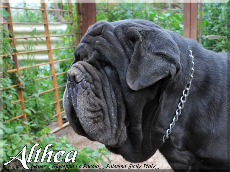 Althea,,, owner mastino Sine^die italia,