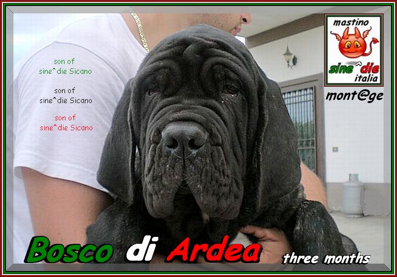 Bosco di Ardea figlio di sine^die Sicano,,,,,