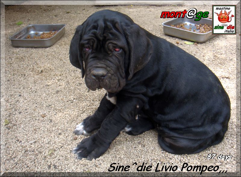 Sine^die Livio Pompeo,,,oxo
