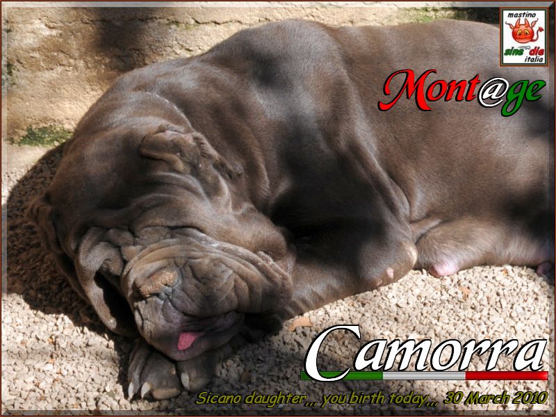 Camorra pregnant 30 March 2010